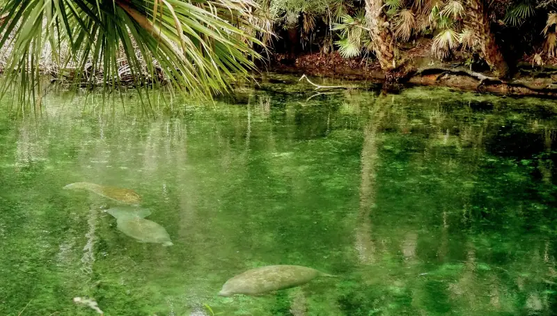 Clear blue-green spring water at Blue Spring State Park