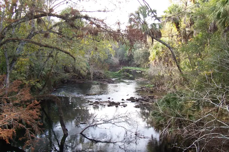 The Hillsborough River winding through oaks and palms in Hillsborough River State Park